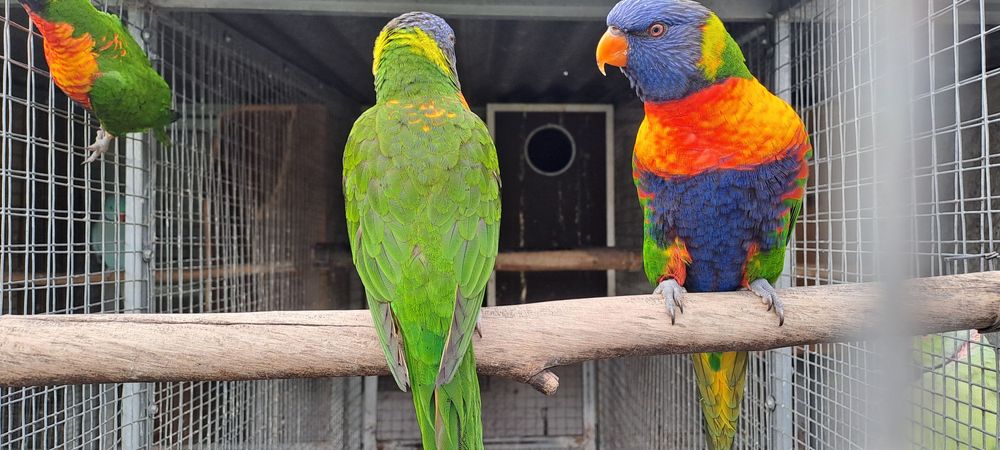 Casal Loris molucanos