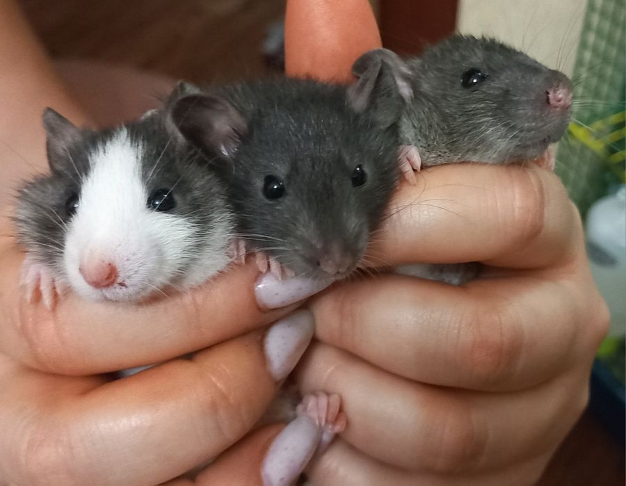 Криси породи Стандарт, Дамбо, Рекс, Дамбо-рекс