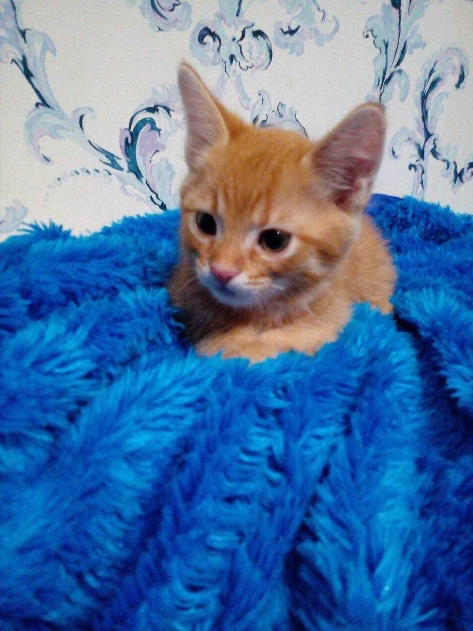 Солнышки в поиске мам и пап