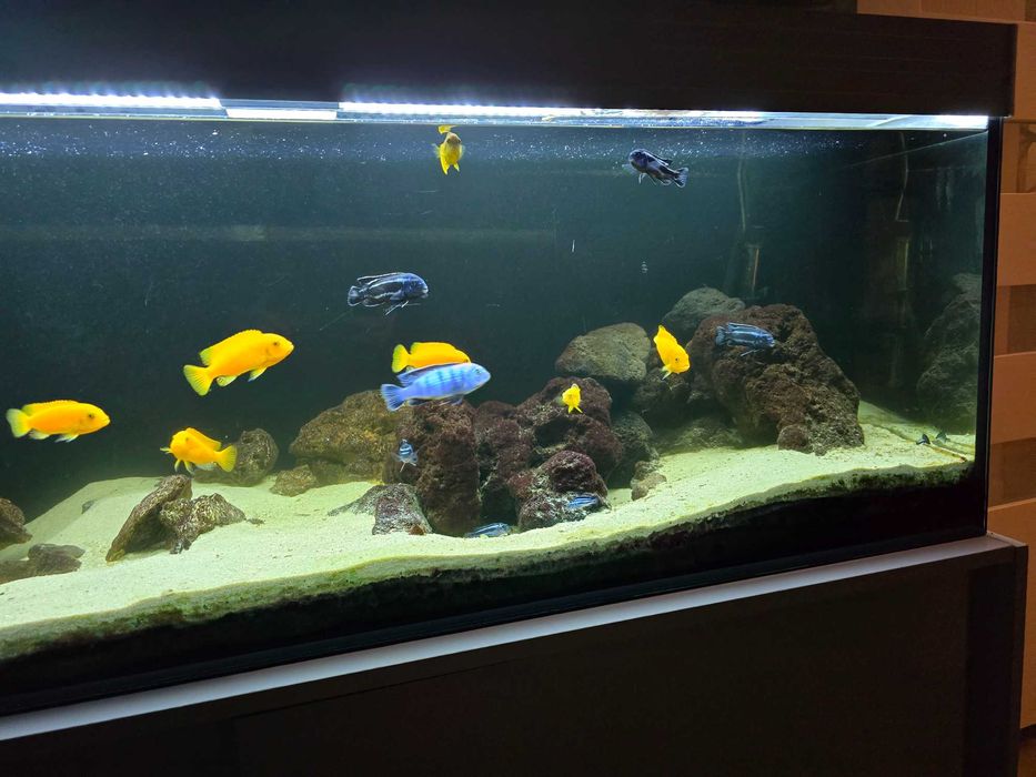 Zestaw akwarium 375 litów, szafka, 2x filtr kubelkowy, Pyszczaki