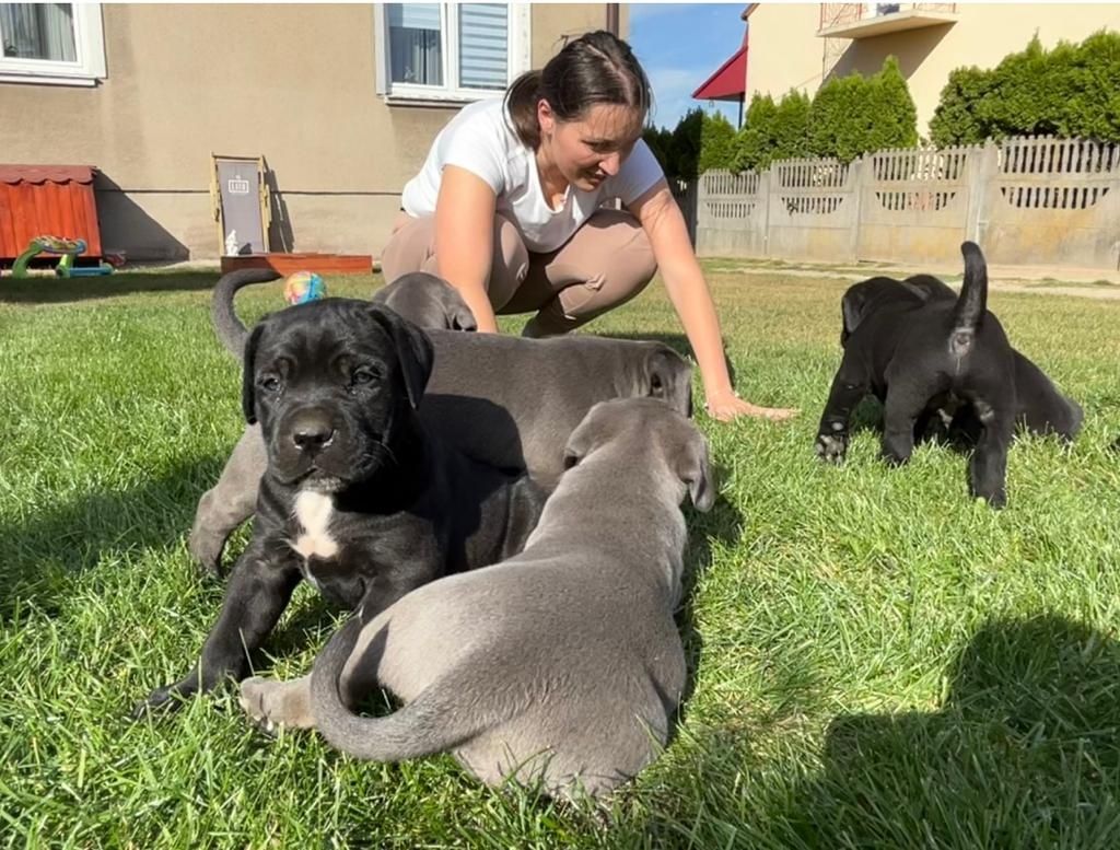 Cane Corso mocny pies