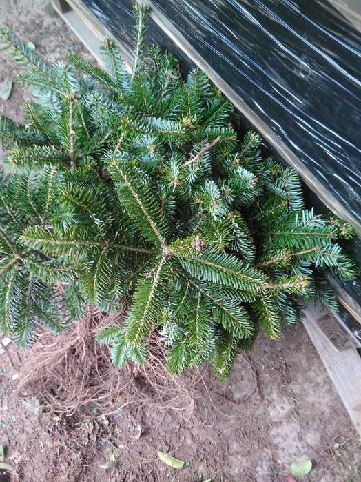 Jodła kaukaska 30 cm 50 cm Wysyłka.
