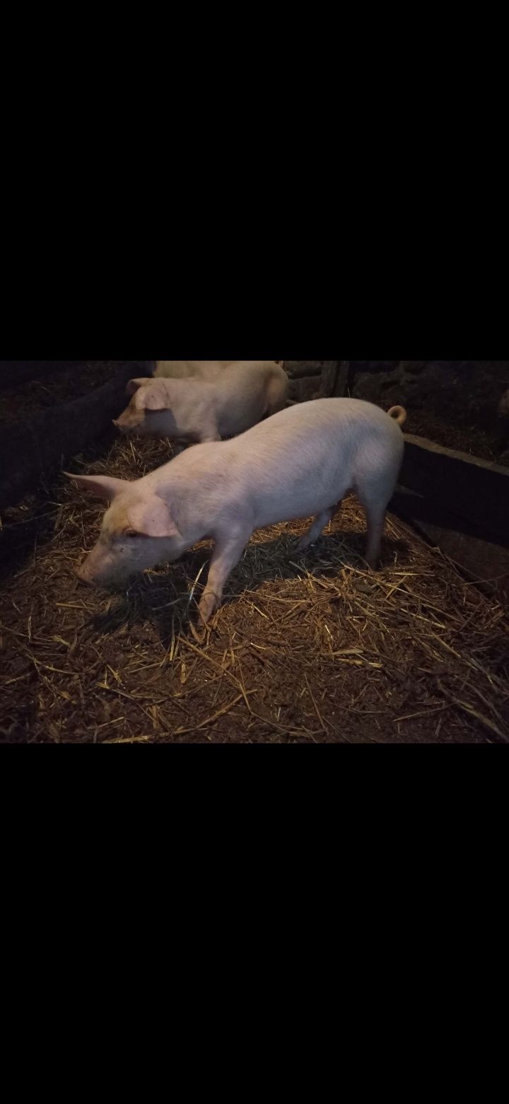 Sprzedam prosięta, prosiaki