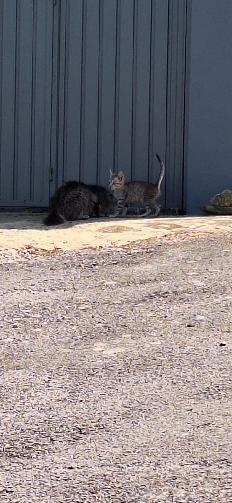 Gatinhos para adoção
