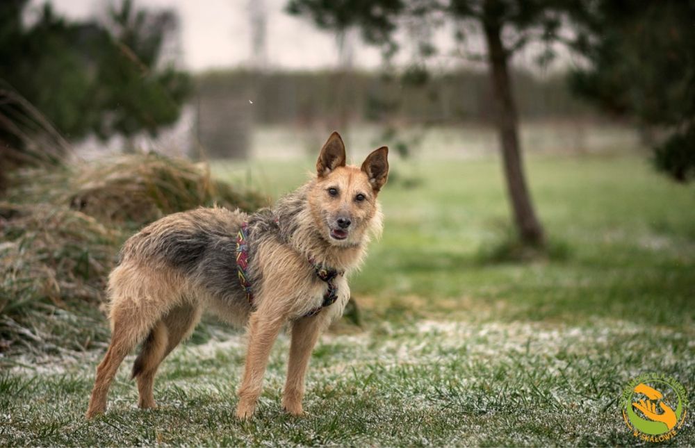 Maja - nieśmiała sunia w typie terriera do adopcji