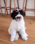 Lagotto romagnolo (FCI) suczka po Interchampinonie