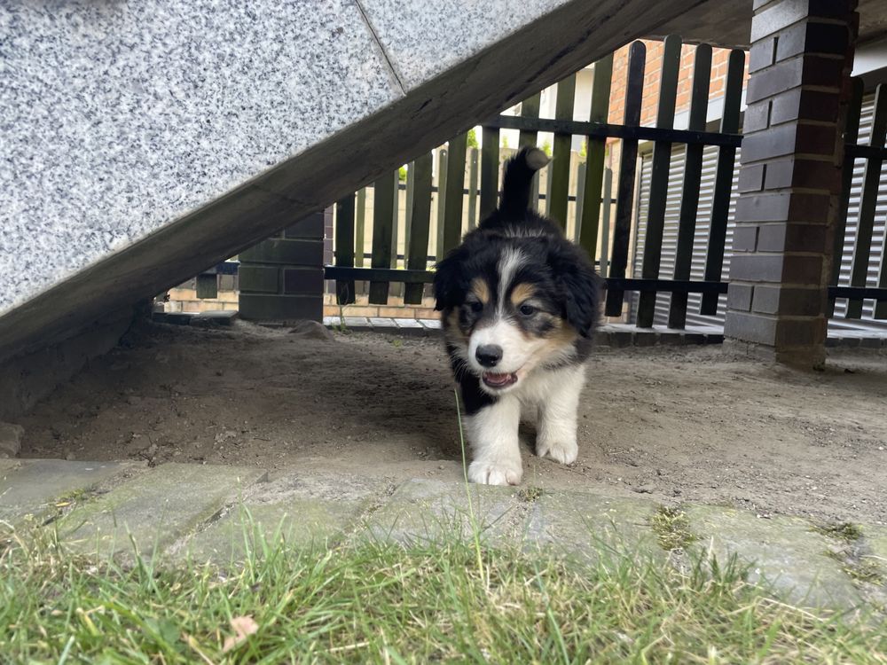 Border Collie Szczeniak