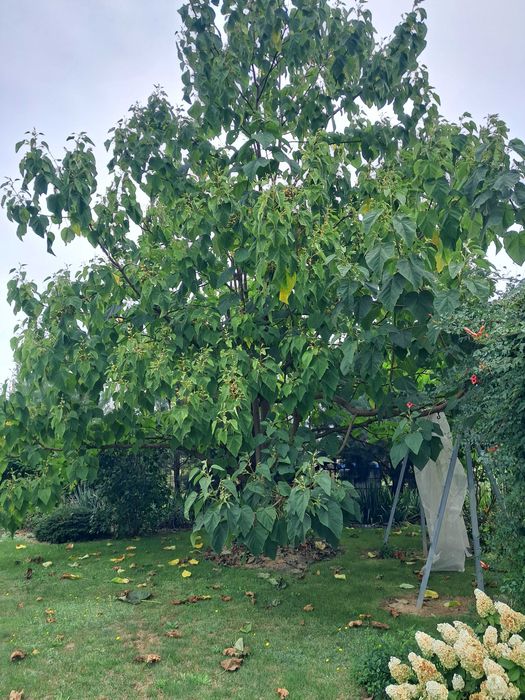 Paulownia puszysta, drzewko szczęścia - drzewka