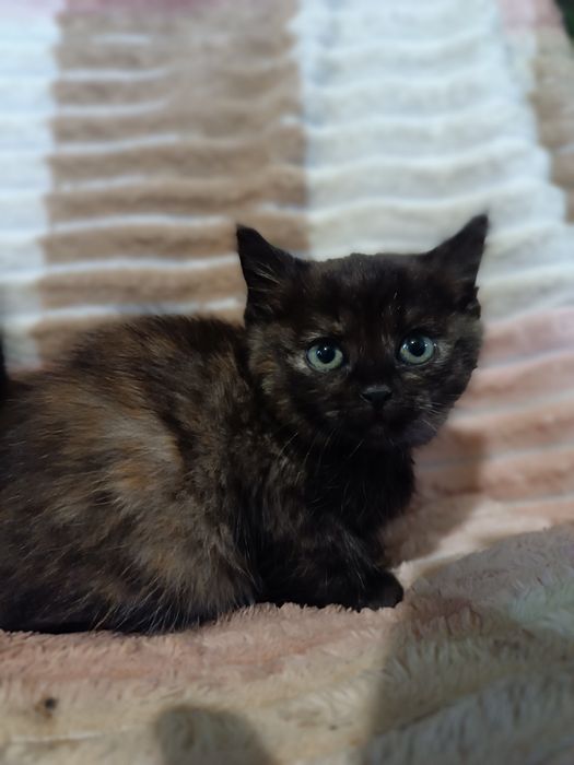 Візьміть котика.        .