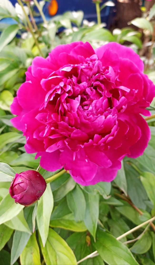 Кущові квіти Рожеві піони пион розовый
