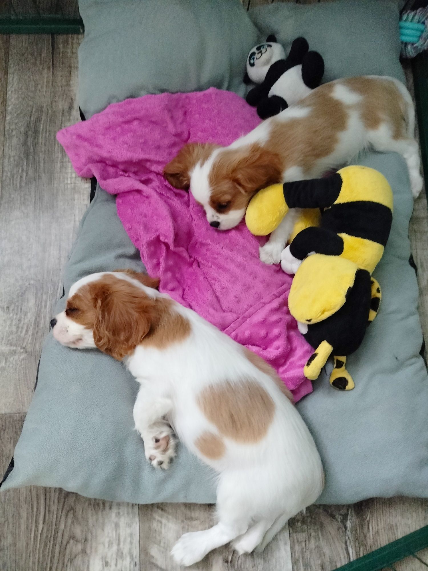 Cavalier King Charles Spaniel -  przepiękny piesek Eddie