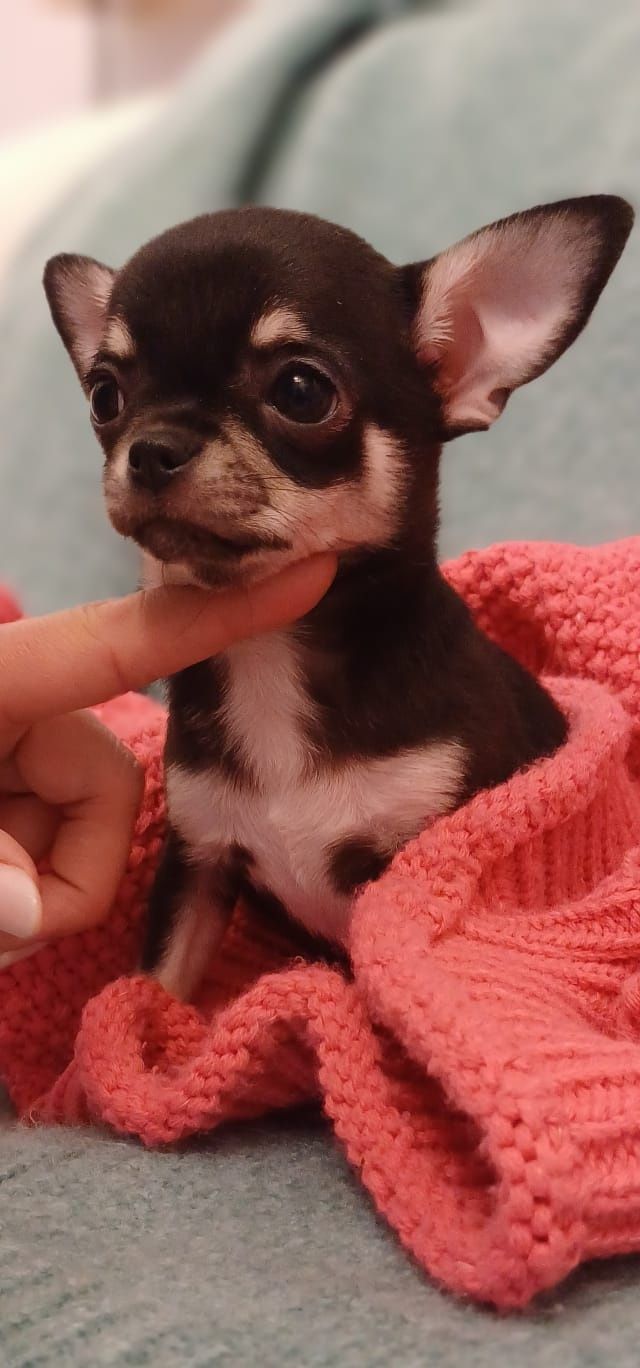 Dziewczynka Chihuahua ZKwP FCI