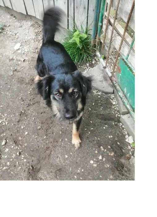 super piesek do adopcji