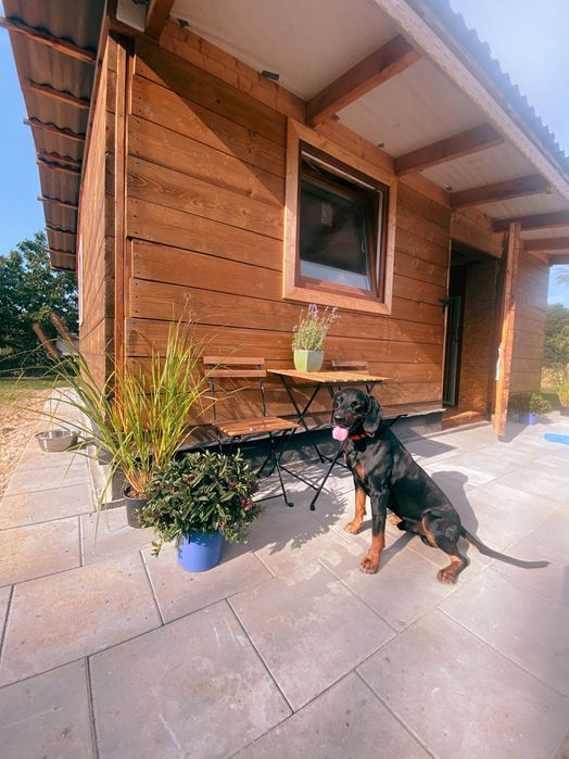 Hotel dla psów „Daleko • Blisko” – Żytowice k. Pabianic