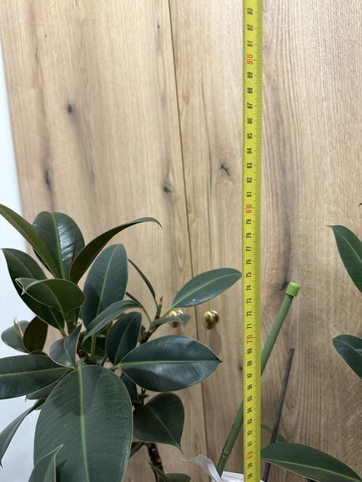 Вазон фікус дорослий