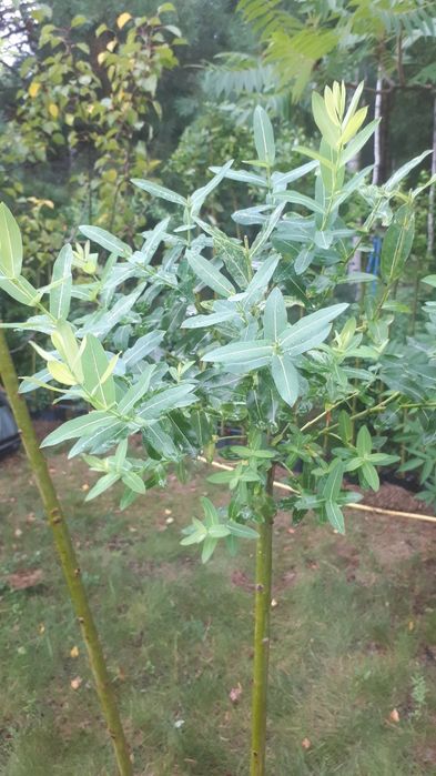 Верба штамбова Хакуро-Нішикі