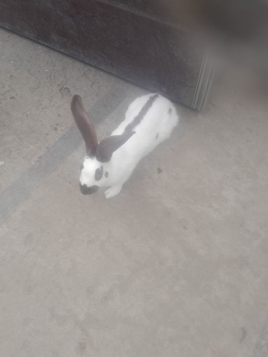 Sprzedam samice Srokacz Niemiecki