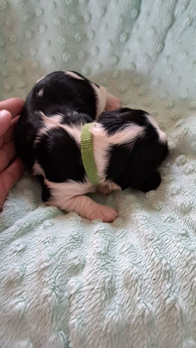 Cavalier King Charles Spaniel