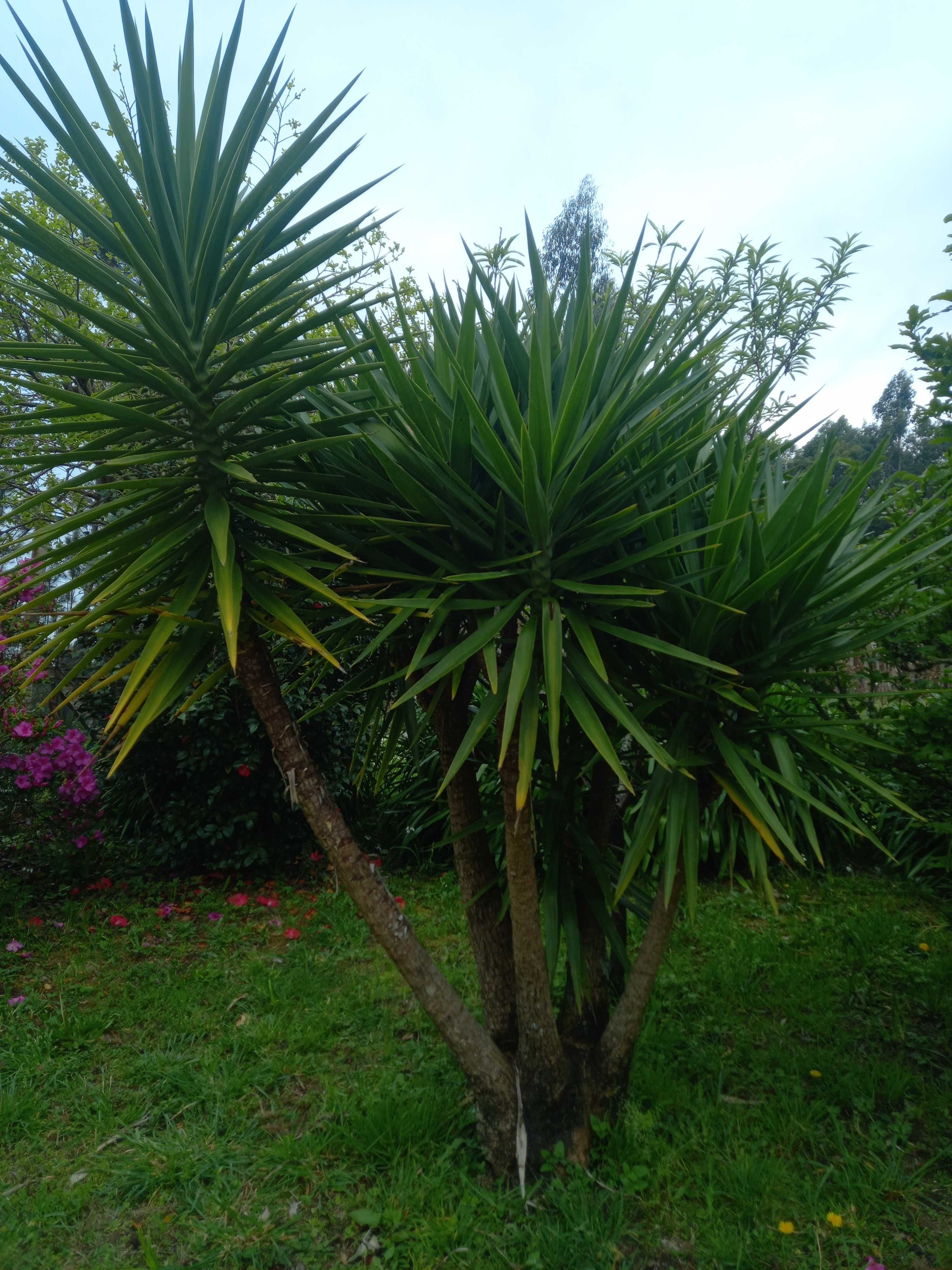 Planta yuca grande