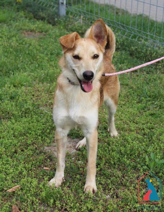 Śliczna, mała, wesoła Melcia kocha ludzi i zabawę - adoptuj pupila