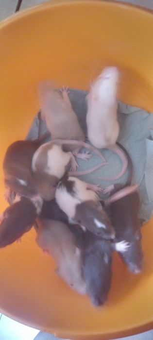 Декоративні щуренята