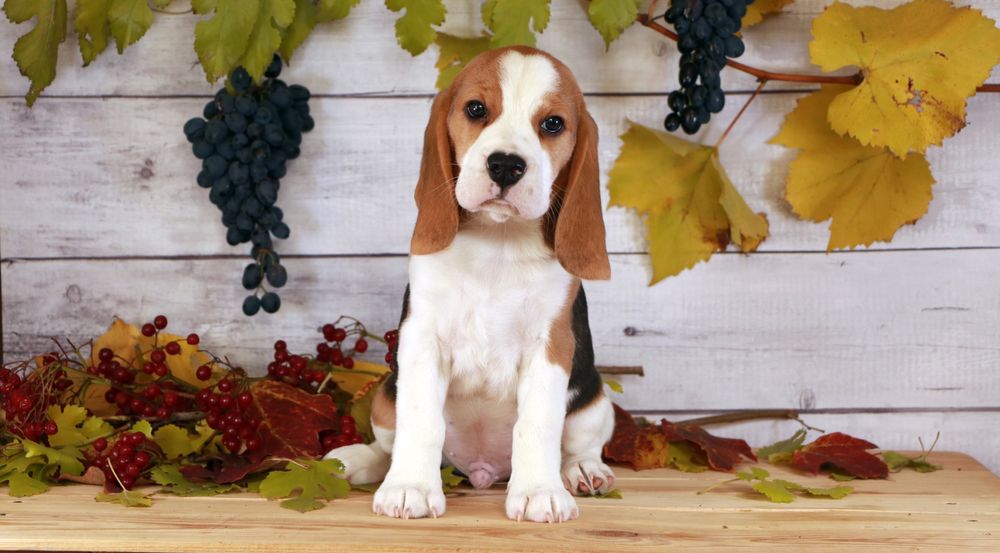 Цуценя бігля КСУ хлопчик Нік, щенок бигля мальчик