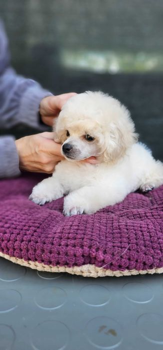 Білий хлопчик пудель