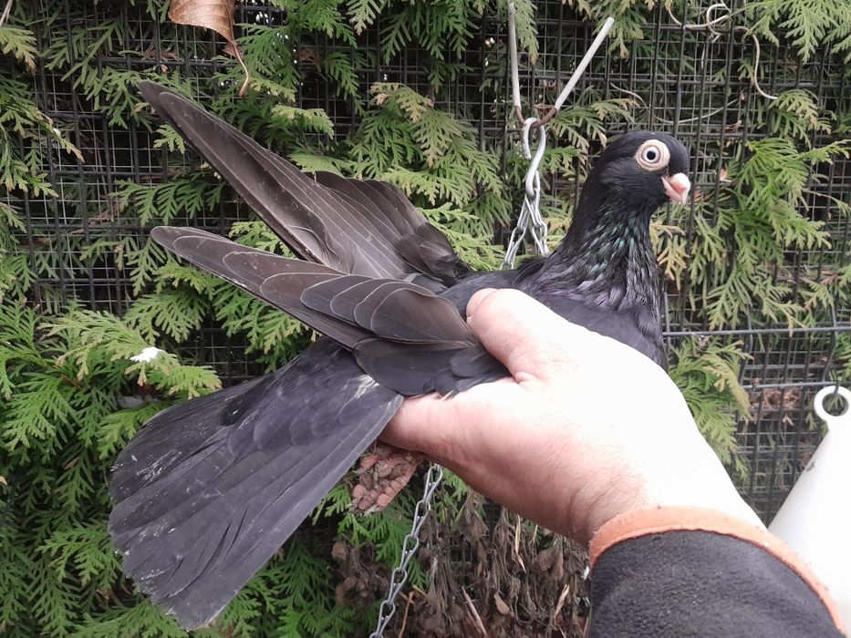 Gołębie zamojskie 25r.