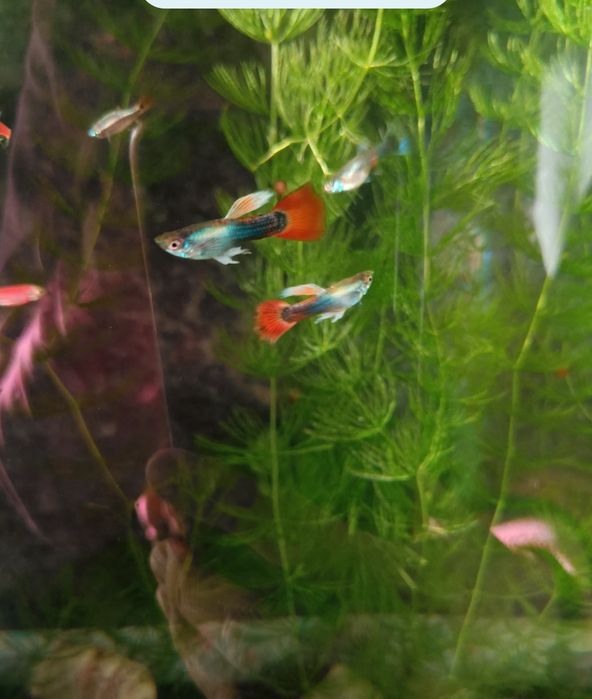 Рыбки гуппи живородящие продам