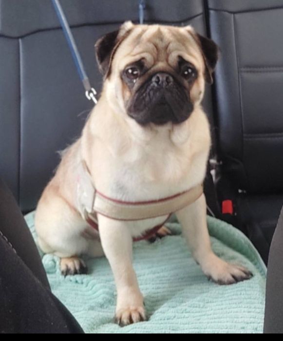 Memino lindo com livrete