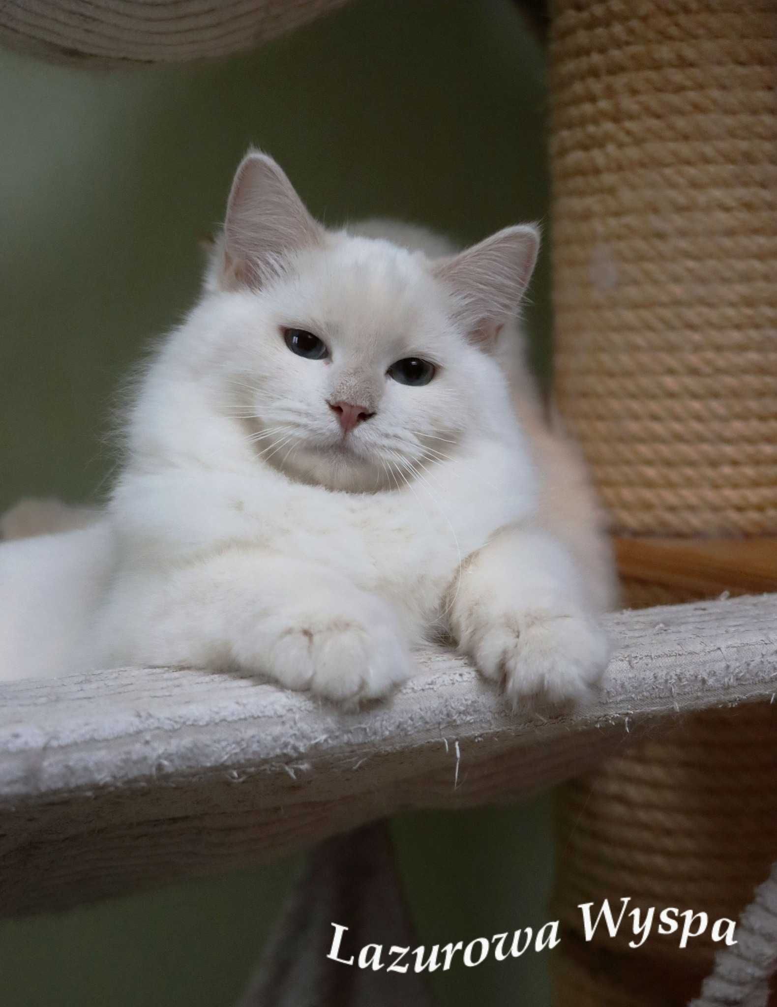 Szuru Ragdoll mink z Lazurowej Wyspy.