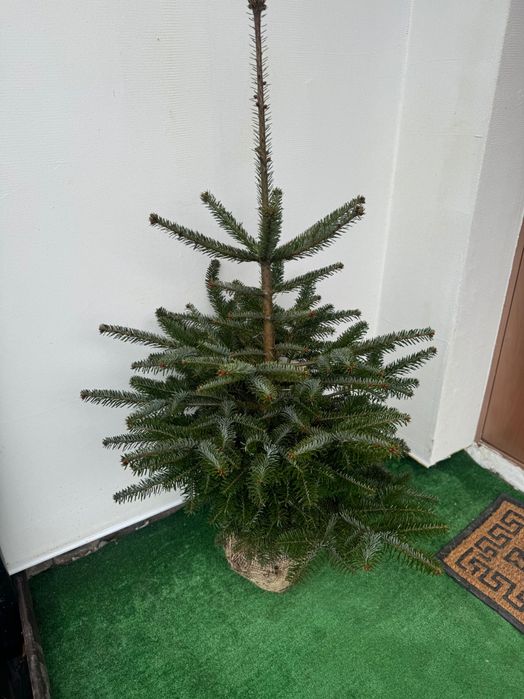 CHOINKI jodły kaukaskie 50zl