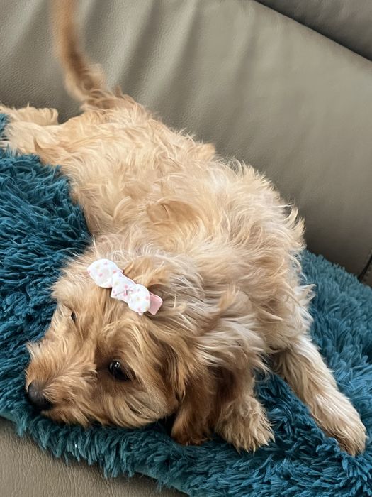 Cudowna suczka cavapoo do odbioru