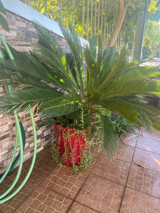 Palmeira Cica grande (opção c/ vaso)