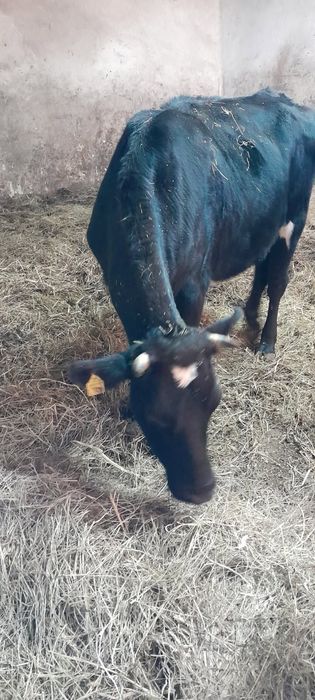 2 jałówki mleczne do zacielenia