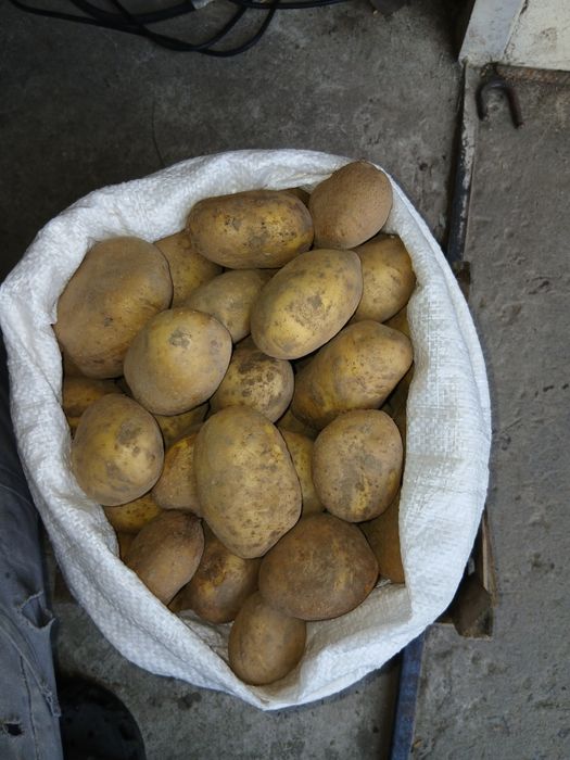 Картопля сорту Тайфун