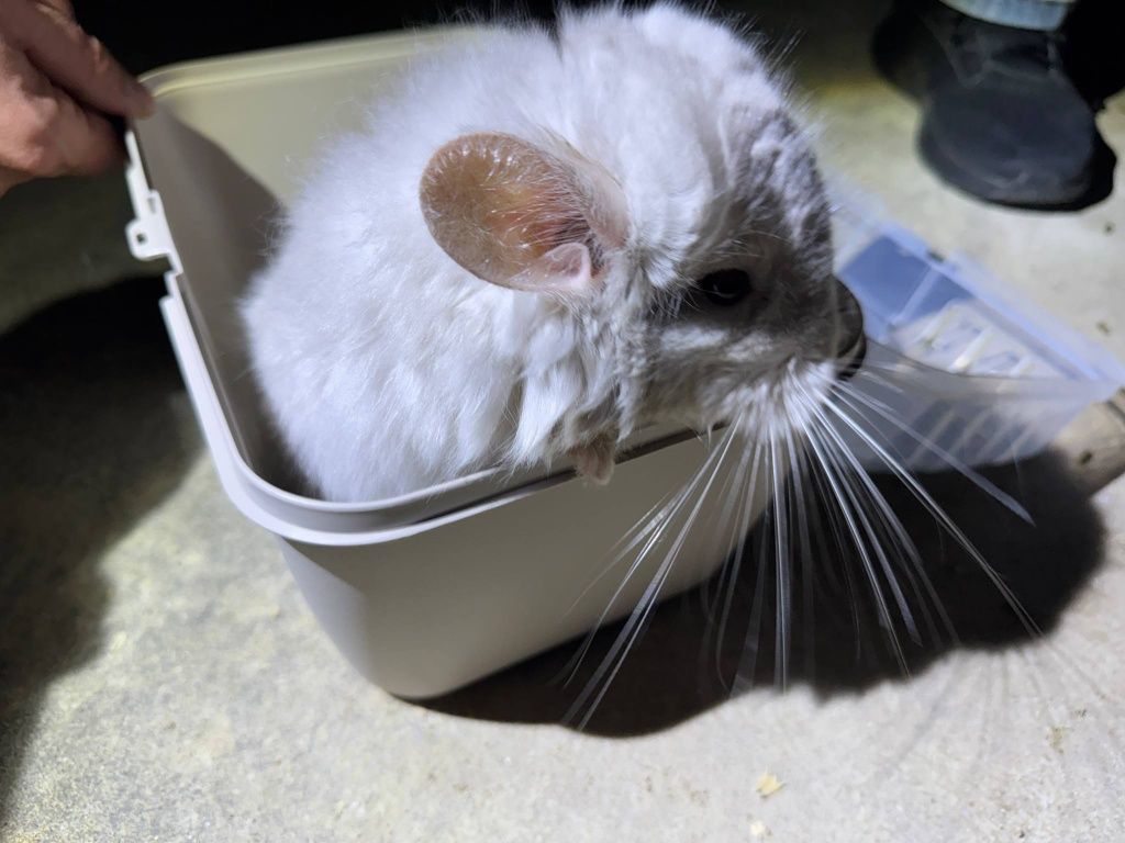 Szynszyl chinchilla beżowy Angora samica młoda