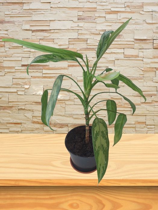 Зефирантес карината, Аглаонема, фиалка от 100 грн