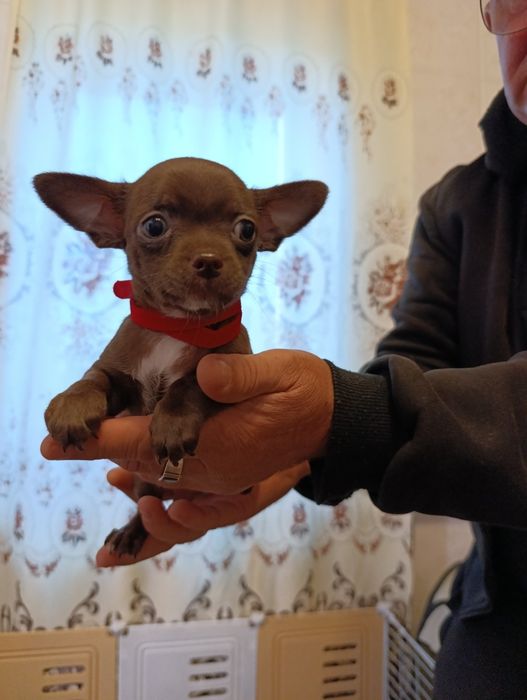 Готовятся к продаже щенки породы чихуахуа