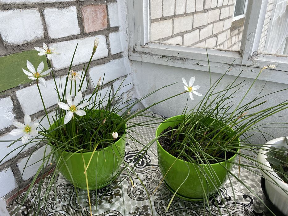 Продам комнатный цветок Зефирантес (комнатный нарцисс)