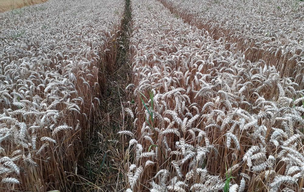 Насіння пшениця озима сорт РЖТ Реформ друга репродукція