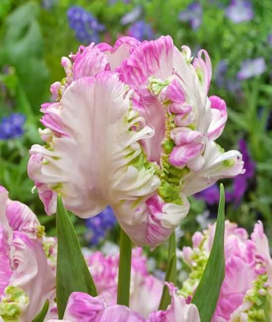 Tulipany papuzie Cabanna 100 cebulek za 85 zł