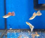 Guppys machos sortidos