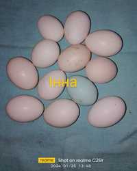 Інкубаційне яйце