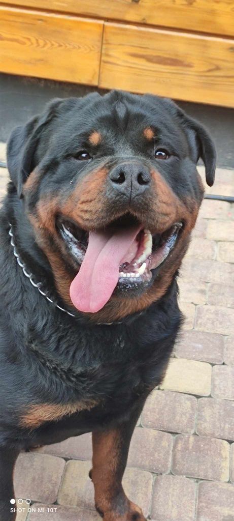 Rottweiler suczka z metryką