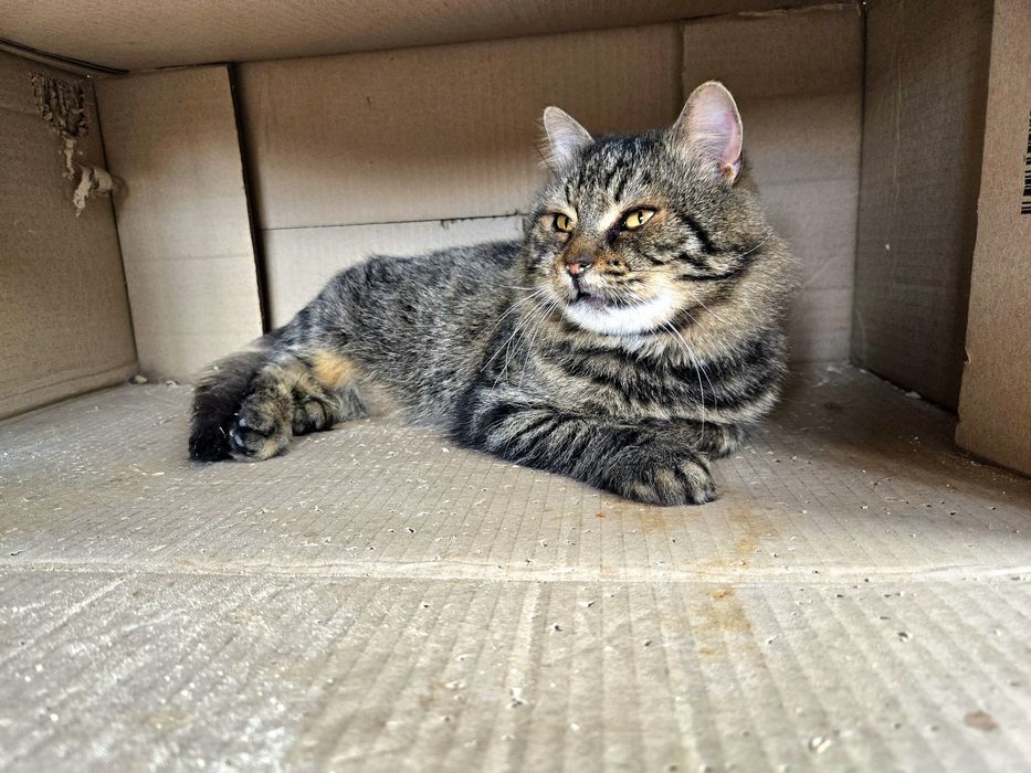 Спокійний котик 7-8 років