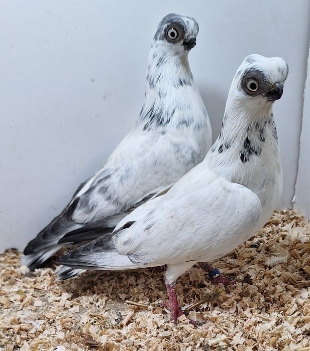 Szek. Szeka szeków para 2024