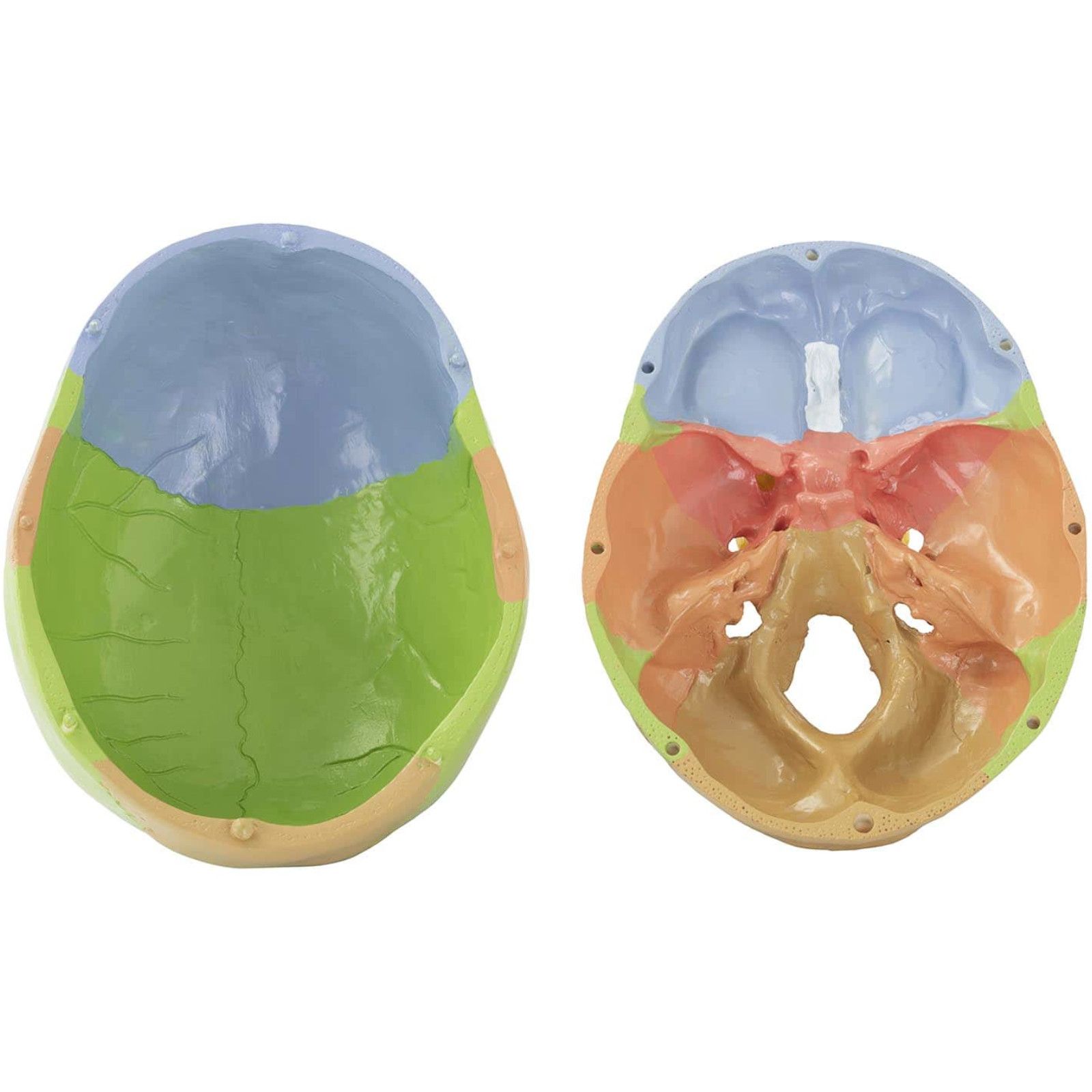 model anatomiczny czaszki człowieka kolorowa w skali 1:1 + zęby 3 szt.