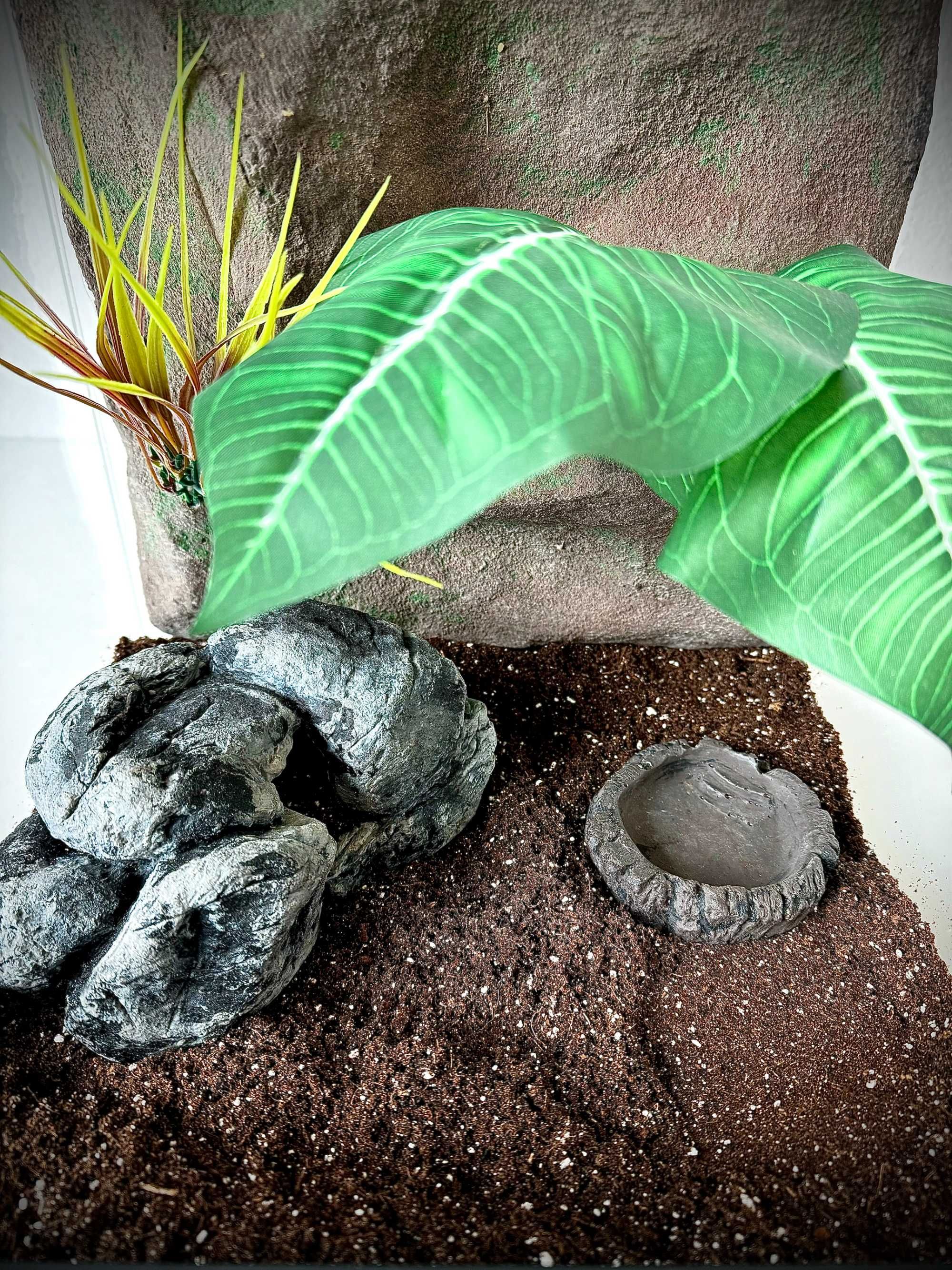Terrarium szklane z leśnym wystrojem 30x30x30 cm. AlleTerra