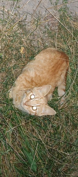 Пропав котик рижий